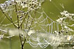 Spider web covered in dew
