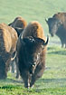 Bisons in the early morning - farm animals