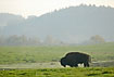 Silhoutte of af bison bull - farm animal