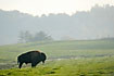 Silhoutte of bison in the hilly landscape - farm animal