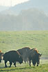 Foto af Amerikansk Bison (Bison bison). Fotograf: 