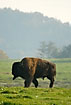 Bison bull