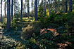 Swedish pine forest