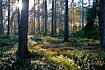 The sun brakes through and hits the understorey of the swedish forest