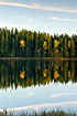 Birch trees with autumn leaves are mirrored in a swedish lake