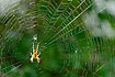 Garden spider in its spiderweb