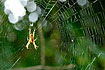 Spider waiting for pray in its web