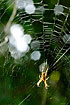 Garden spider waiting in its web