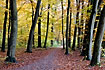 Forest path in autumn colour
