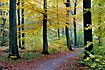 Forest path in autumn colours