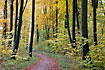 Forest in autumn colours