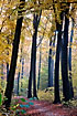 Long erect beech trees in autumn colours