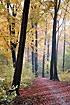 Forest path with fallen beech leaves