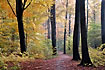 Forest path throug old beech forest
