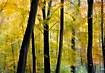 Trees and yellow leaves in motion