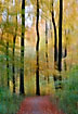 Autumn colours in beech forest in motion