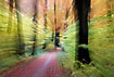 Creative zoom technique has created an illusion of motion in an autumnal forest