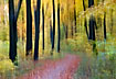Creative camera motion has created an illusion of motion in an autumnal forest