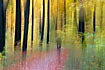 Cyklist disappeating in the forest - creative camera technique used to create the illusion of motion