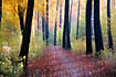 Creative camera motion has created an illusion of motion in an autumnal forest