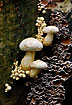 Mushrooms/fungi growing on dead timber createas interesting pattern