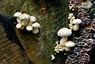 Mushrooms/fungi on end of log in interesting pattern