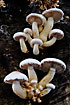 Mushrooms with obvious lamellae/gills
