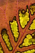 Autumn leaf with red and green pigments (chlorophyll) partially withdrawn in the leaf nervation