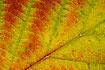 The green chlorophyll has been withdrawn at the onset of autumn and there by revealing the red pigments