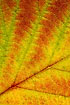 Autumn leaf with red and green pigments (chlorophyll) partially withdrawn in the leaf nervation