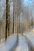 Creative photo of forest road in snow - motion