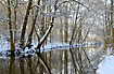 Snow covered tree trunks are mirrored in the river