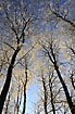 Silhouettes of beech trunks reaches for the sky with snow covered twigs