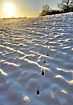 Tracks of a hare in the snow