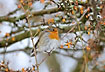 Photo ofEuropean Robin (Erithacus rubecula). Photographer: 
