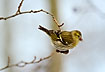Greenfinch eating seeds from Alder cone