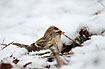 Redpoll looking for something eadible in the snow