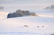 Roe Deer on field covered in snow and mist