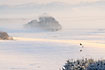 Roe Deer on field covered in snow and mist