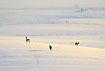 Roe Deer on field covered in snow