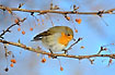 Robin on twig with berries
