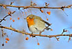 Robin on twig with berries
