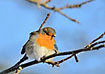 Robin puffed up in the winter cold