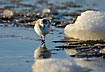 Sanderling fouraging in the ice filled water in a hard winter