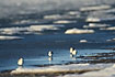 Sanderlings fouraging along an ice filled coastline in a harsh winter