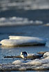 Sanderling fouraging along an ice filled coastline in a harsh winter