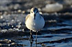 Sanderling with ice glistening in the background