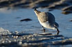 Sanderling fouraging in the icy water