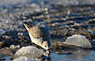 Sanderling fouraging among the ice blocks