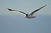 Common Gull in flight